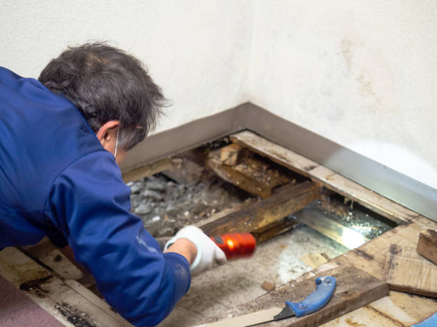 Best Attic Mold Removal  in Martin, TN