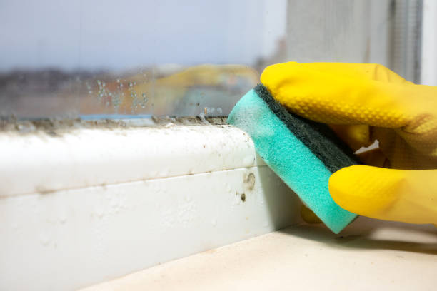 Best Emergency Mold Removal  in Martin, TN