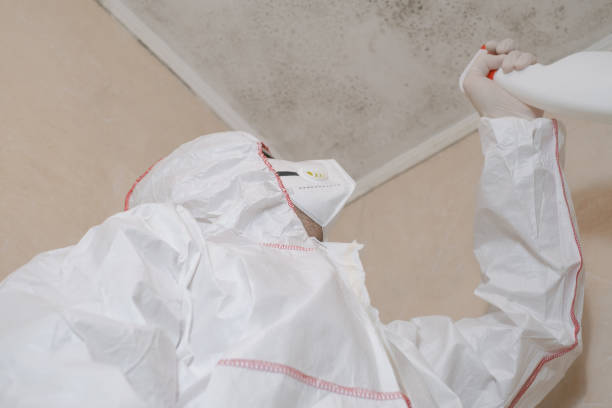 Best Home Mold Removal  in Martin, TN