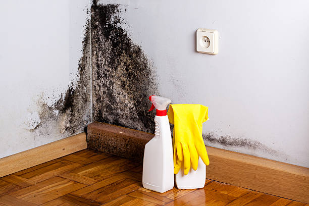 Office Mold Removal Services in Martin, TN