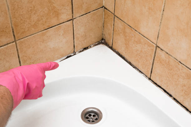 Best Local Mold Removal Service  in Martin, TN